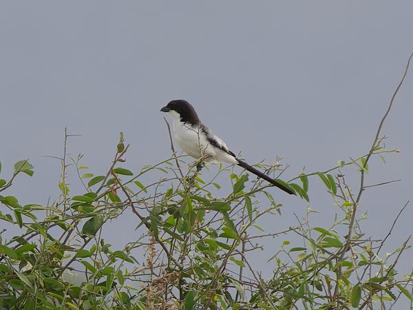 <h3><a href="/trips/tanzania/biota/animalia/chordata/aves/040 passeriformes/048 laniidae/lanius dorsalis/lanius dorsalis-nl.html">Lanius&nbsp;dorsalis</a> / Taita&nbsp;fiscal / Taitaklauwier</h3>OM-1 Mark II met OLYMPUS M.150-400mm F4.5 TC, 1/2000 sec  bij F5.6, ISO 2000, afstand 75.9&nbsp;m